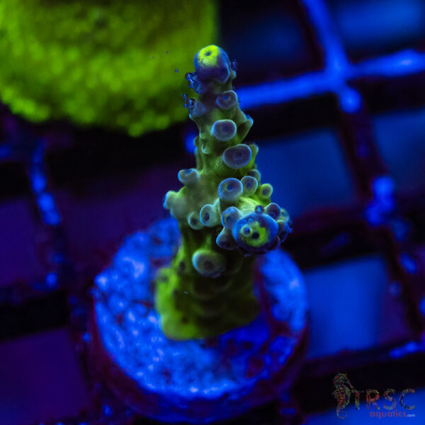 TRSC Premium Acro F10