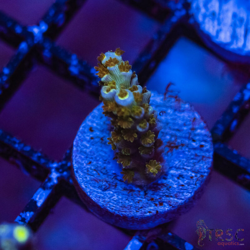 TRSC Aquatics