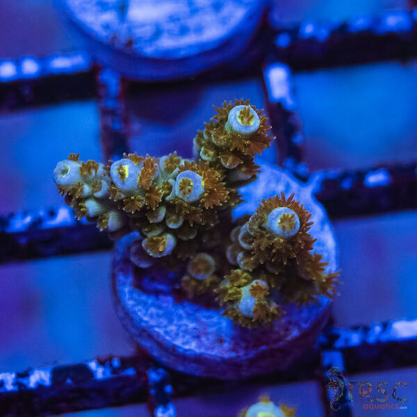 TRSC Premium Acro G04