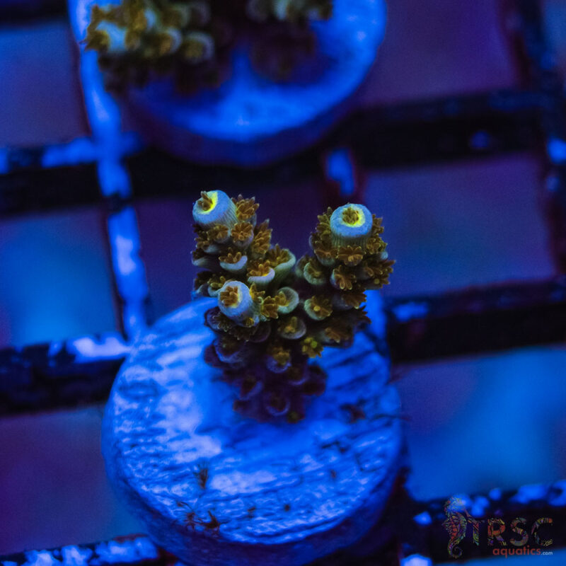 TRSC Aquatics