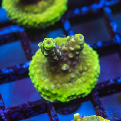 TRSC Premium Acro G10