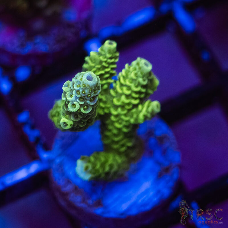 TRSC Aquatics