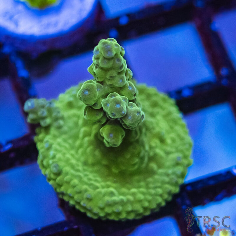 TRSC Aquatics