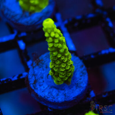 TRSC Premium Acro H07