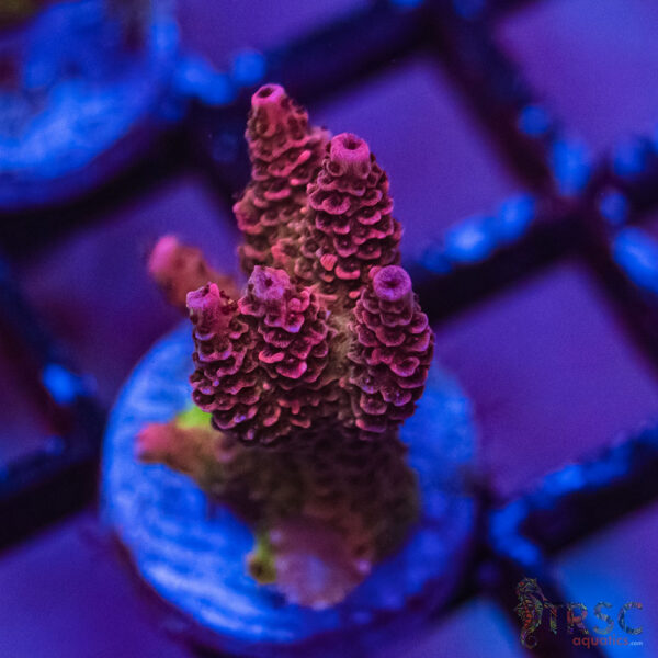 TRSC Premium Acro I03