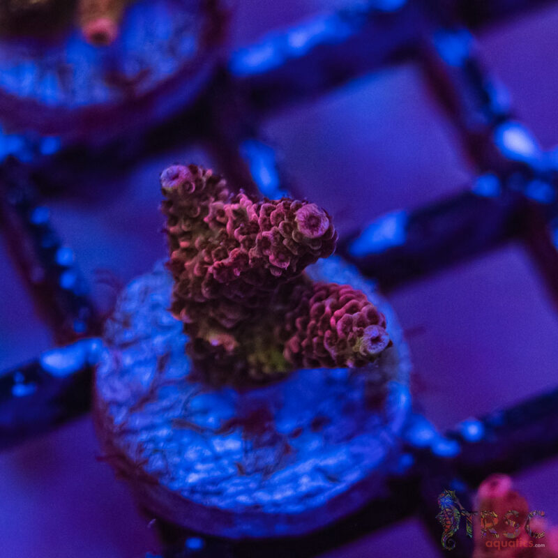 TRSC Aquatics