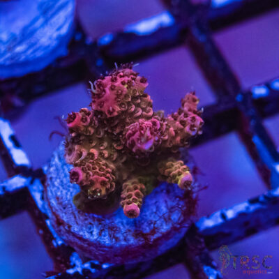 TRSC Premium Acro I05