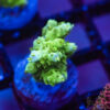 Mint Julip Acro I07