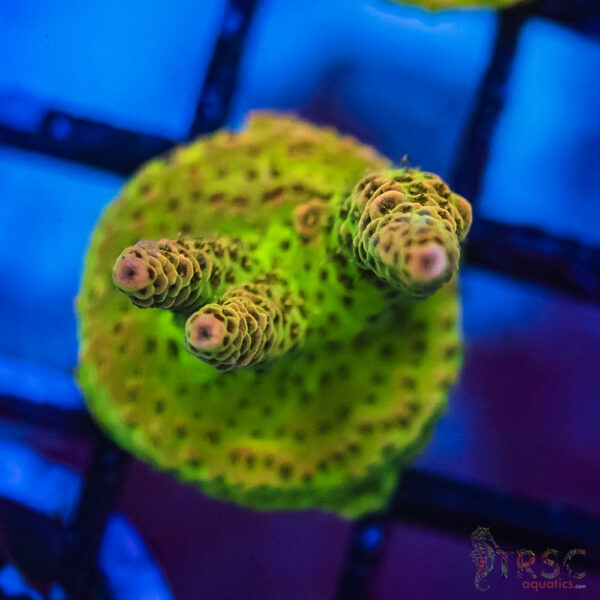 TRSC Premium Acro J01