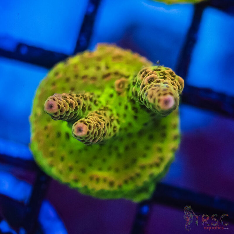TRSC Aquatics