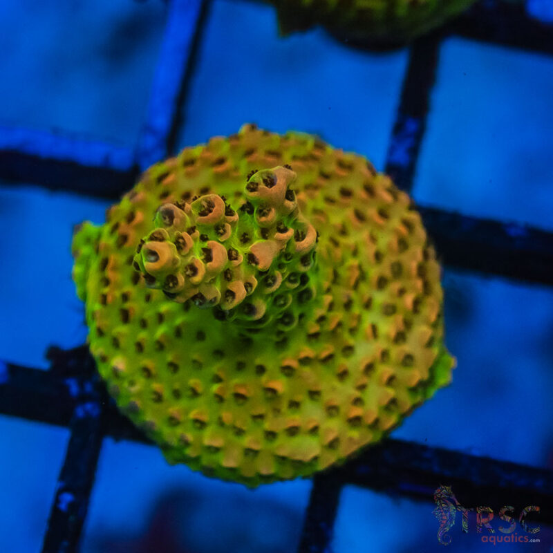 TRSC Aquatics