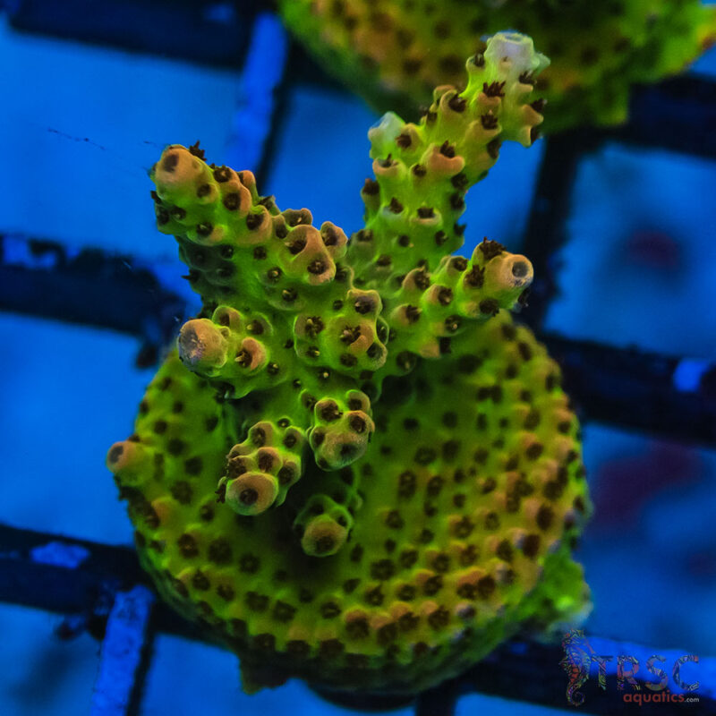 TRSC Aquatics