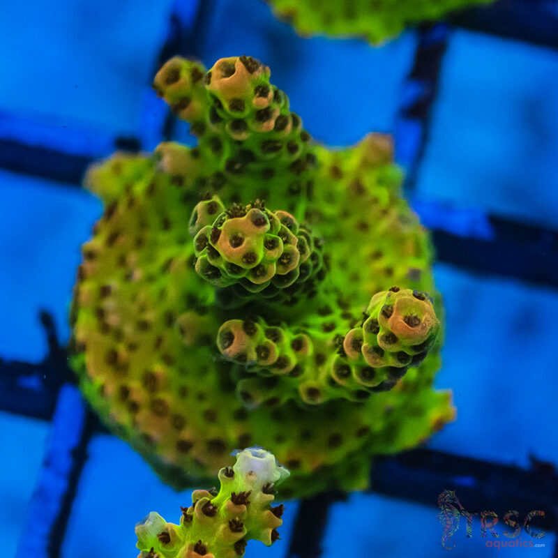 TRSC Aquatics