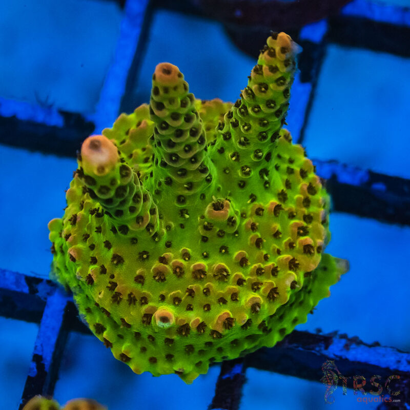 TRSC Aquatics