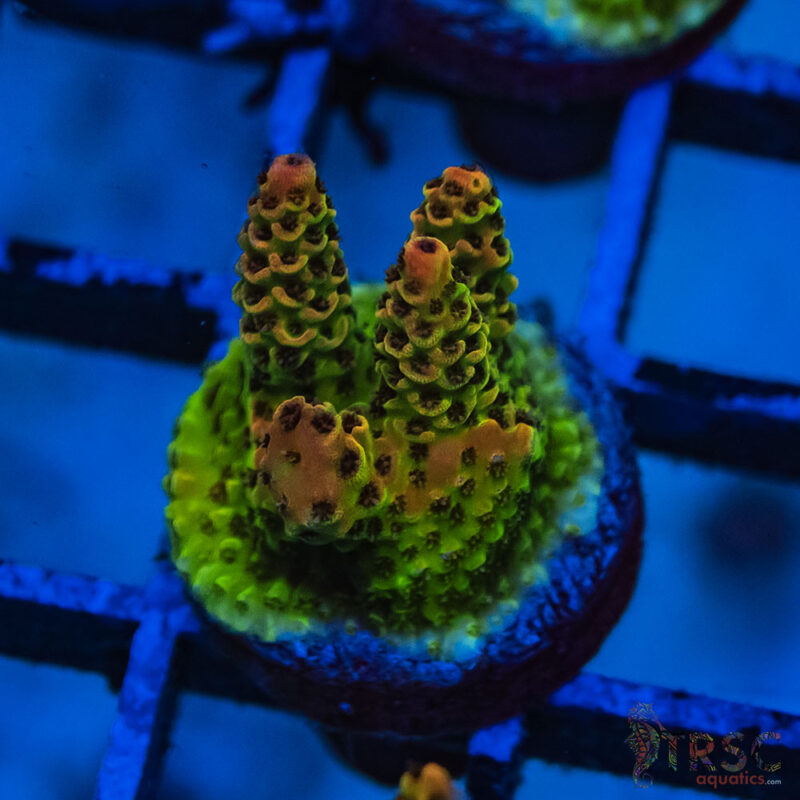 TRSC Aquatics