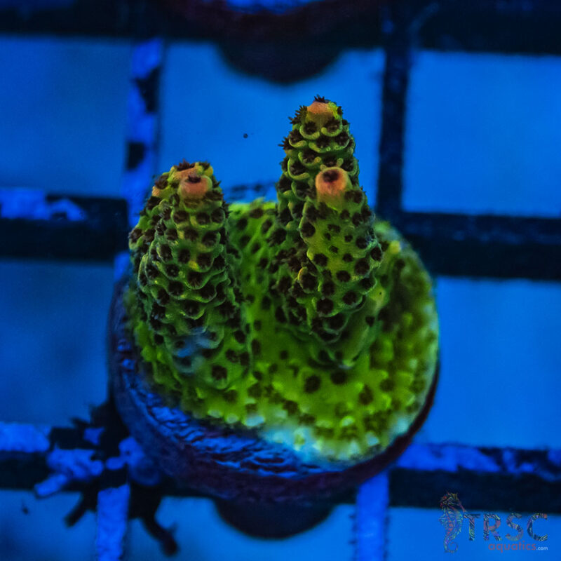 TRSC Aquatics