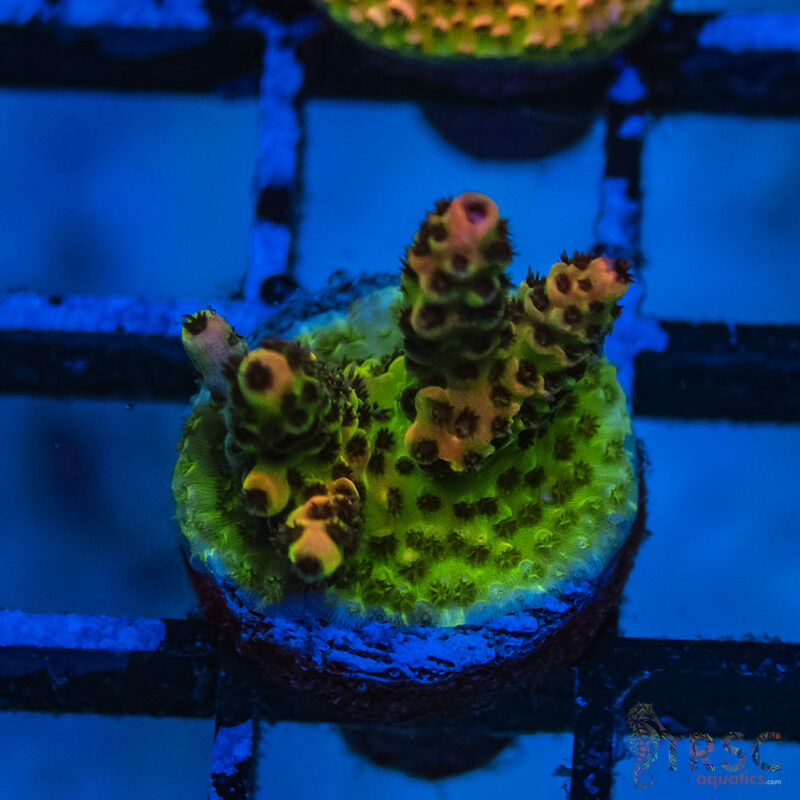TRSC Aquatics
