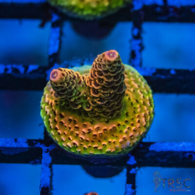 TRSC Premium Acro J09
