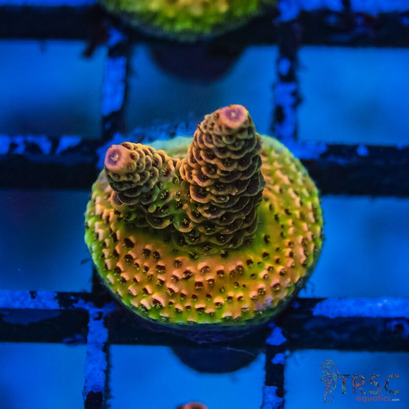 TRSC Aquatics