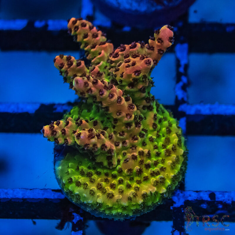 TRSC Aquatics