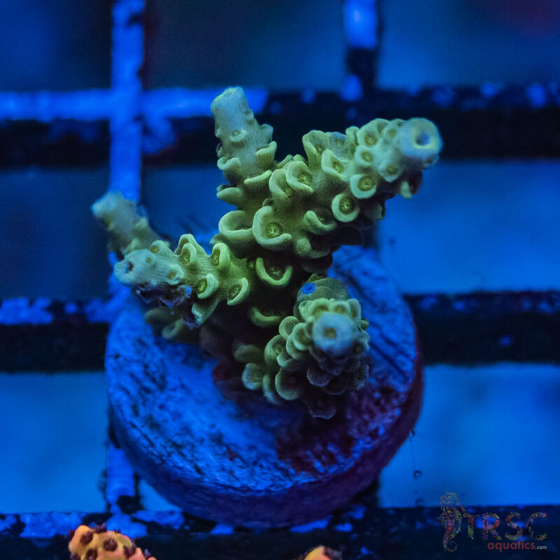TRSC Aquatics