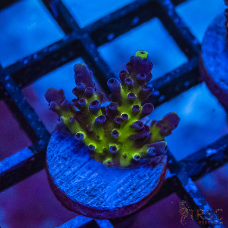 TRSC Aquatics