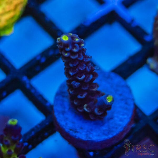 TRSC Premium Acro K02