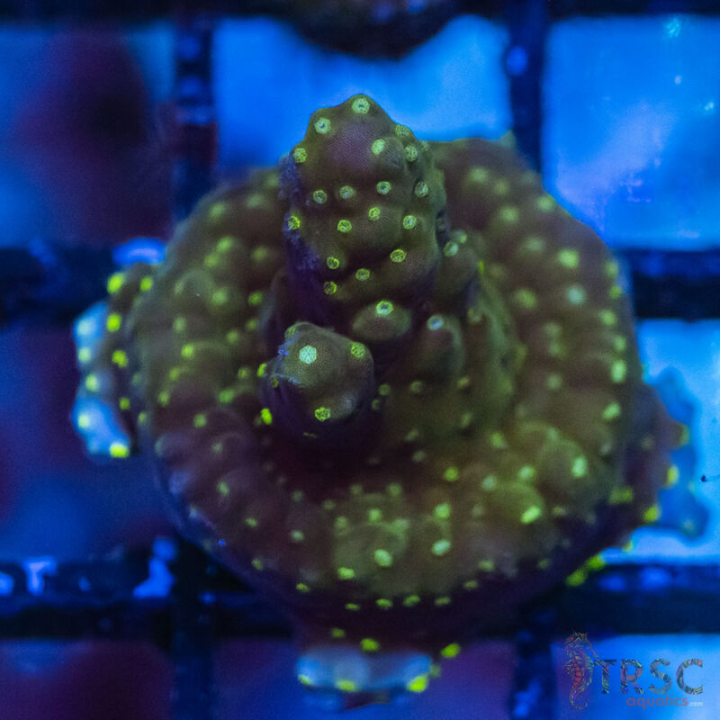 TRSC Aquatics