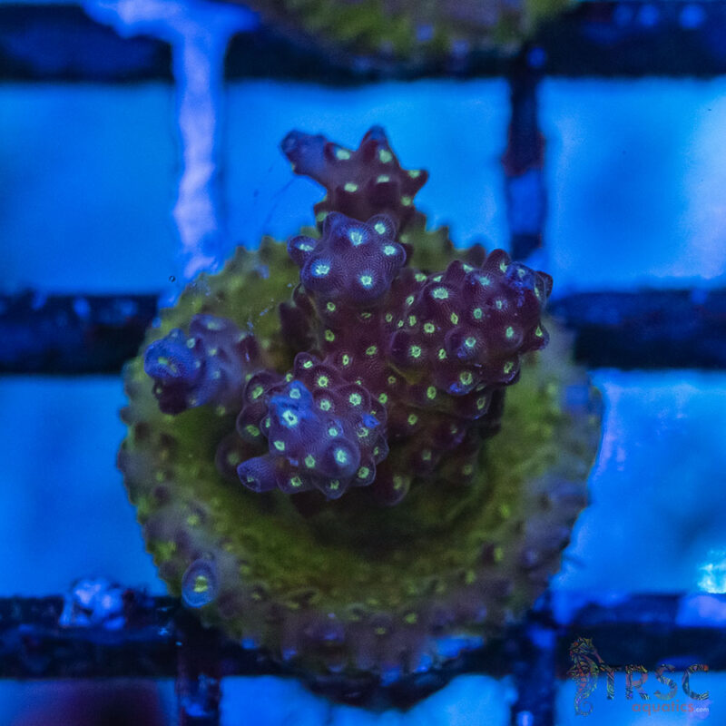 TRSC Aquatics