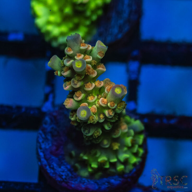TRSC Aquatics