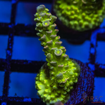 TRSC Premium Acro K07