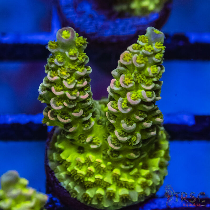 TRSC Aquatics