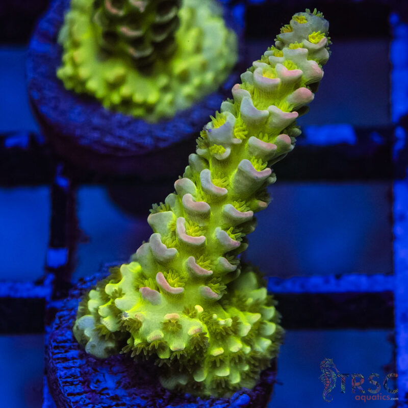 TRSC Aquatics