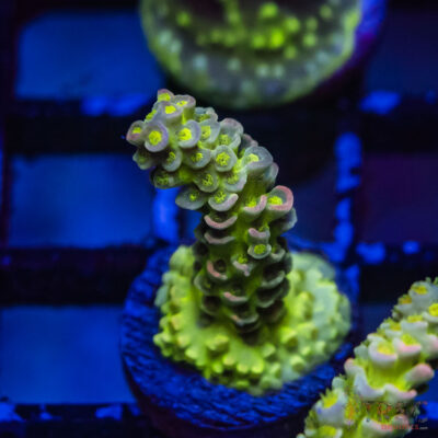 TRSC Premium Acro K10