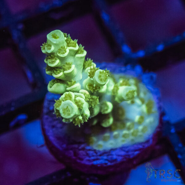 TRSC Premium Acro L01