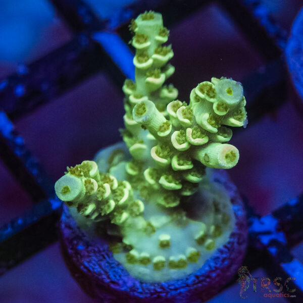 TRSC Premium Acro L02