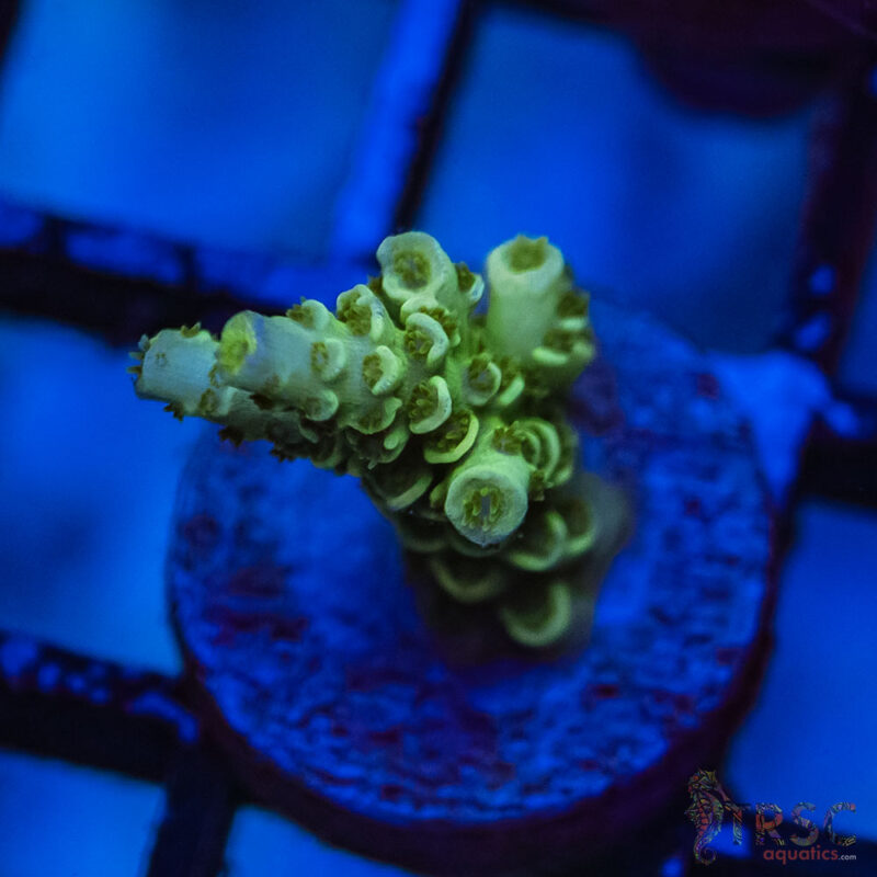 TRSC Aquatics
