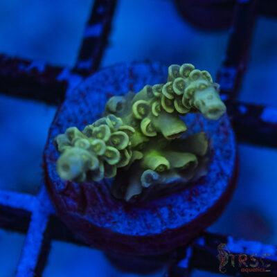 TRSC Premium Acro L04