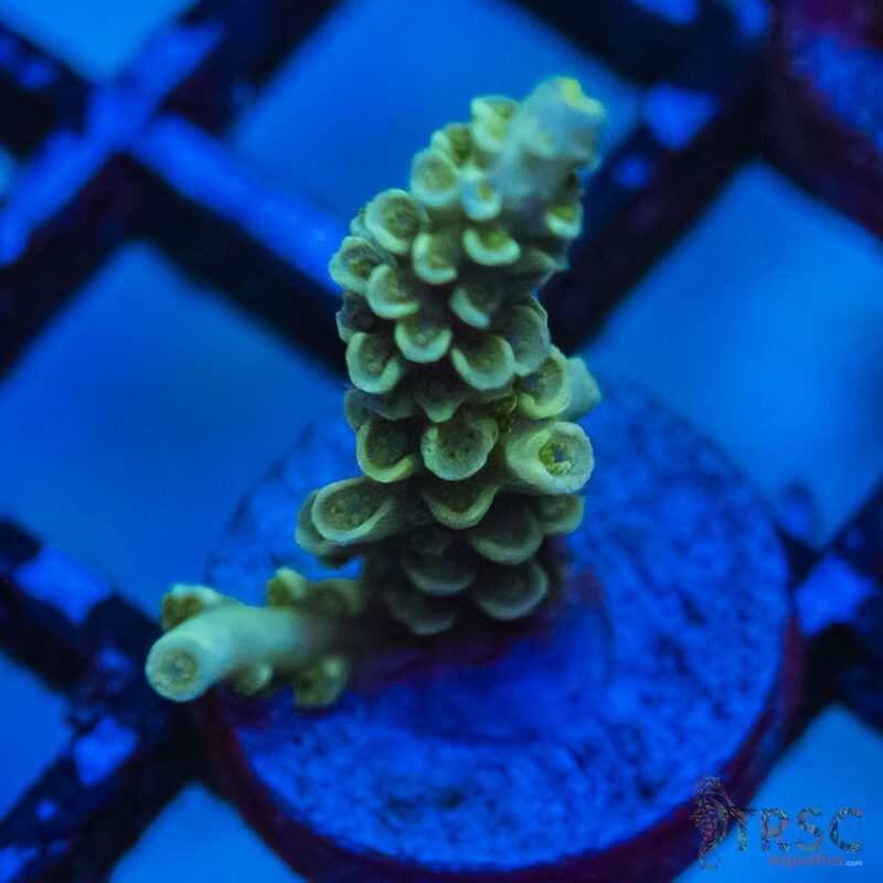 TRSC Aquatics