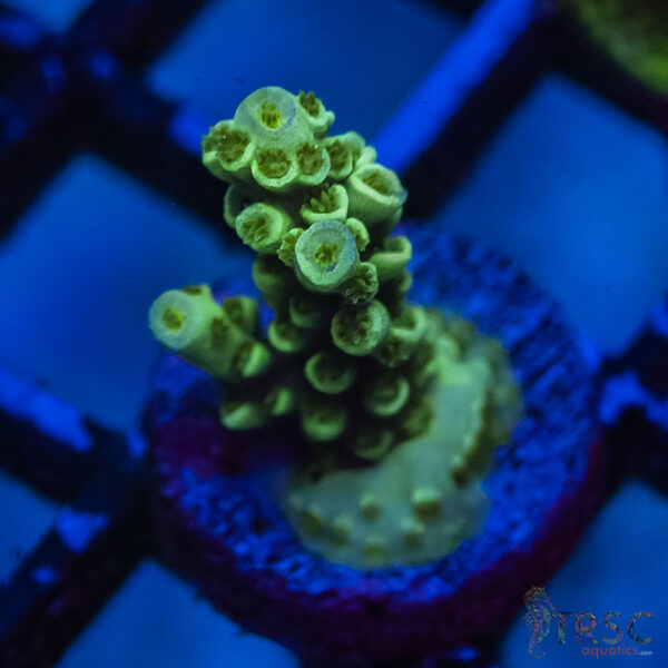 TRSC Premium Acro L06