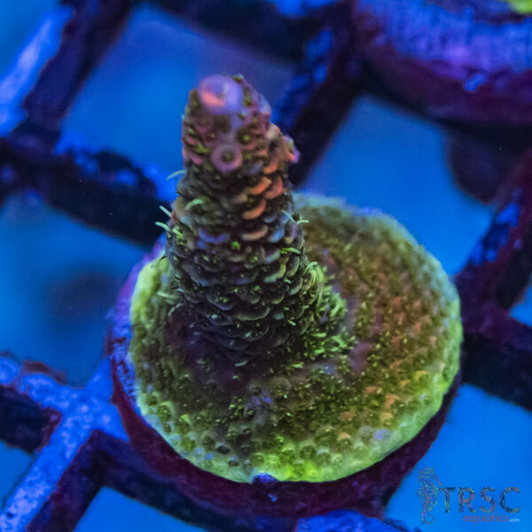 TRSC Premium Acro L08