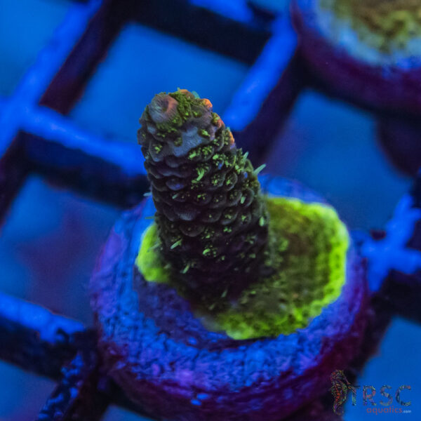 TRSC Premium Acro L09