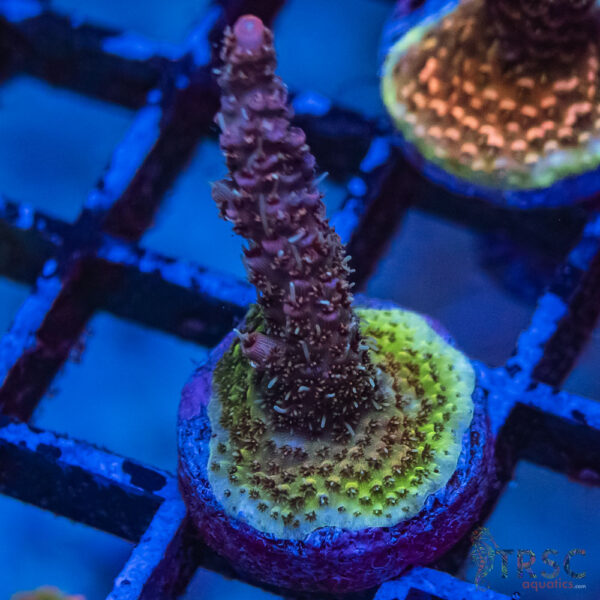 TRSC Premium Acro L10