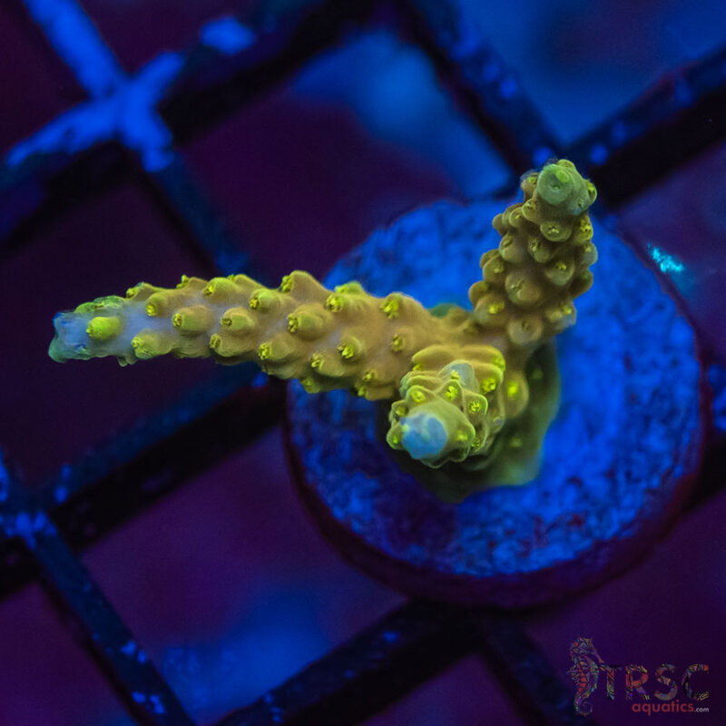 TRSC Aquatics