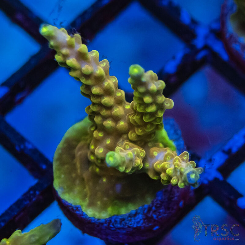 TRSC Aquatics