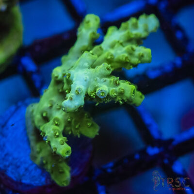 TRSC Premium Acro M06