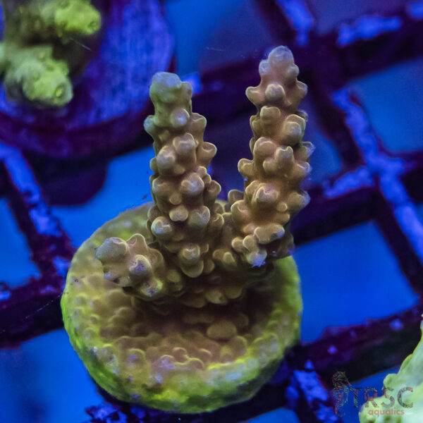 TRSC Premium Acro M07