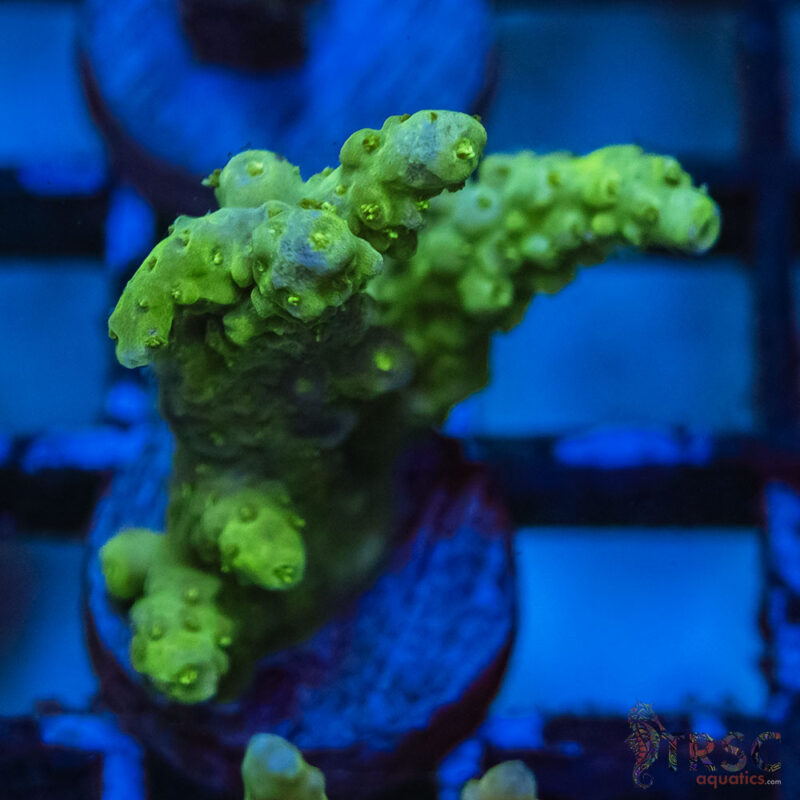 TRSC Aquatics