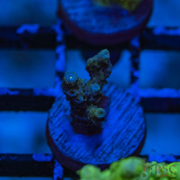 TRSC Premium Acro M09