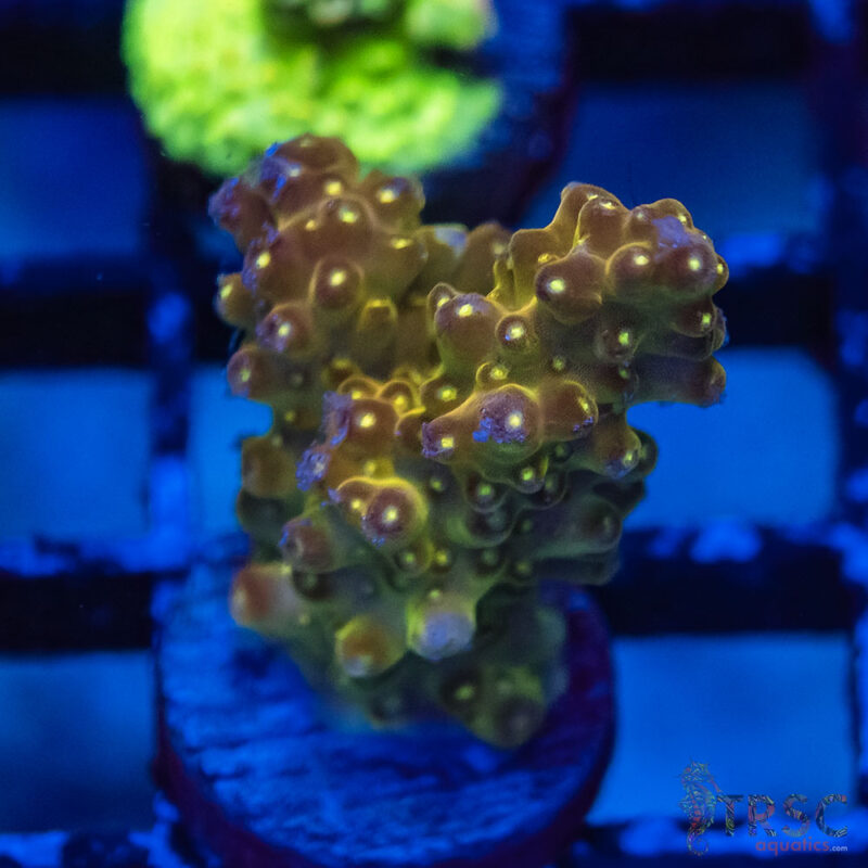 TRSC Aquatics